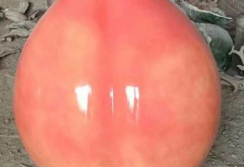 廣場桃子雕塑 公園仿真雕塑 抽象擺件